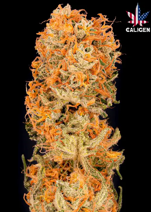 Green Day Auto by Caligen, Autoflower cannabis strain