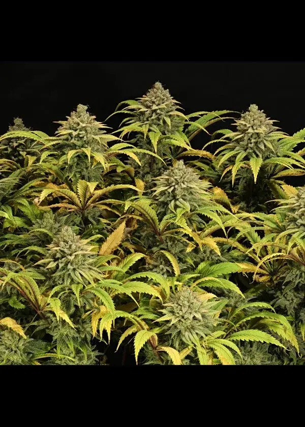 Green Gelato by Royal Queen Seeds, Photoperiod cannabis strain