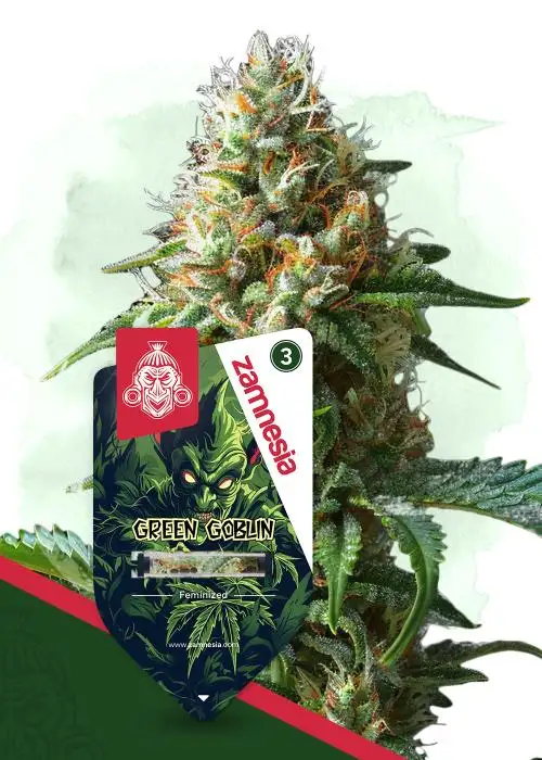 Green Goblin by Zamnesia Seeds, Photoperiod cannabis strain