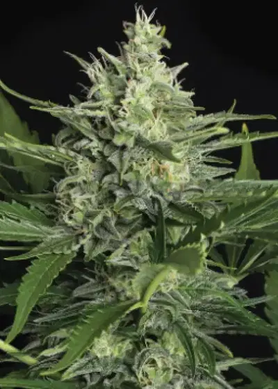 Green Gummy Auto by Exotic Seed, Autoflower cannabis strain