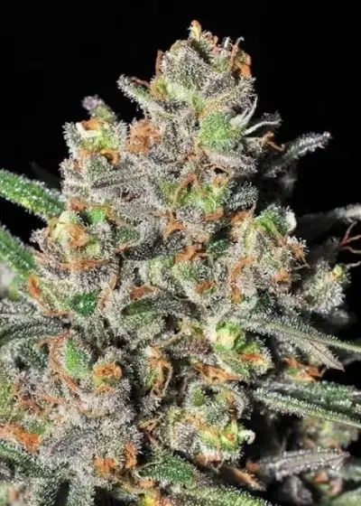 Green Love Potion by Samsara Seeds, Photoperiod cannabis strain
