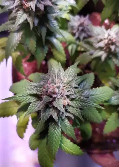 Green Mango by Sumo Seeds, Photoperiod cannabis strain