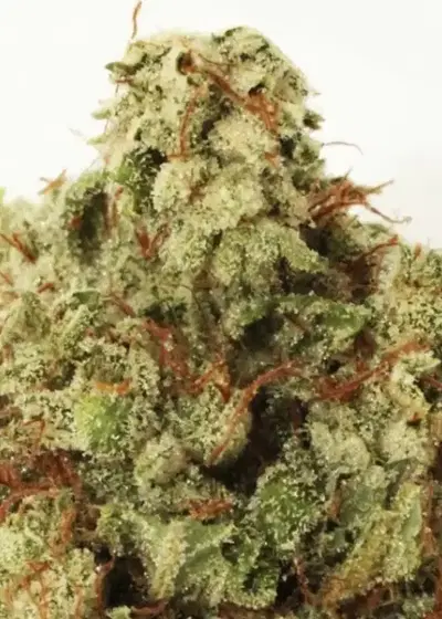 Green Ninja by Heavyweight Seeds, Photoperiod cannabis strain