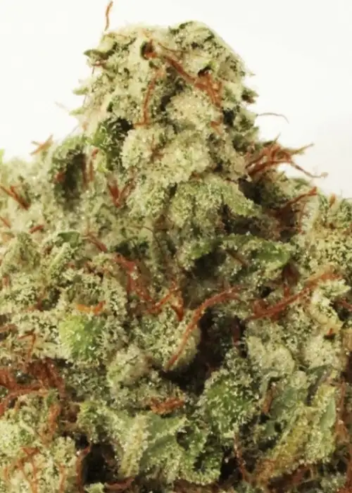 Green Ninja by Heavyweight Seeds, Photoperiod cannabis strain