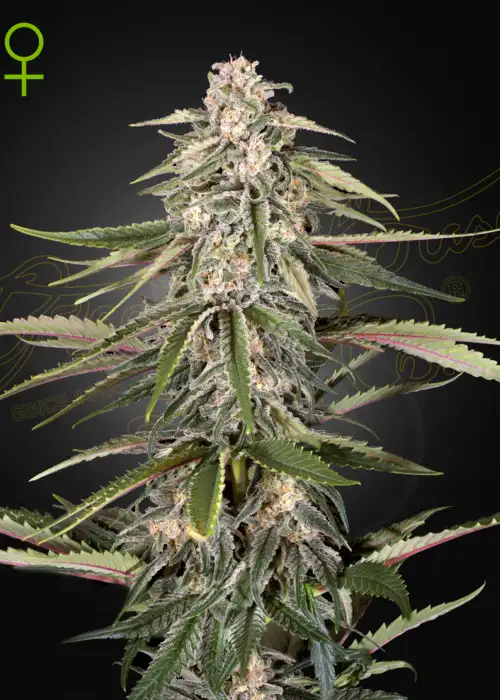 Green-O-Matic by Green House Seed Co., Autoflower cannabis strain