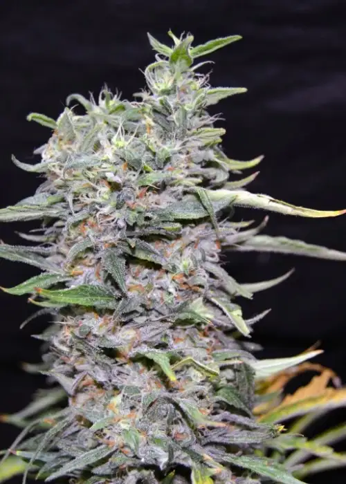 Green Power XL by Green Bud Seeds, Photoperiod cannabis strain