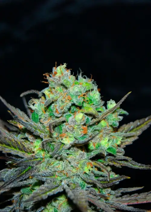 Green Rose by Master Sensei Genetics, Photoperiod cannabis strain