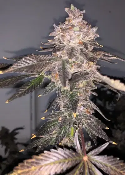 Green Tea by Mosca Seeds, Photoperiod cannabis strain