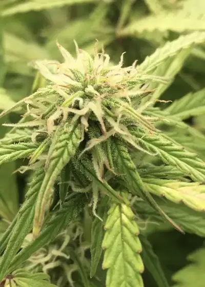 Greengo Bio Haze autoflower by Keraseeds, Autoflower cannabis strain