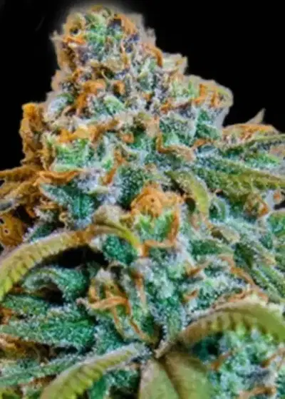 Greengo Bio Haze by Keraseeds, Photoperiod cannabis strain