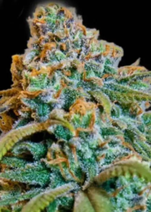 Greengo Bio Haze by Keraseeds, Photoperiod cannabis strain