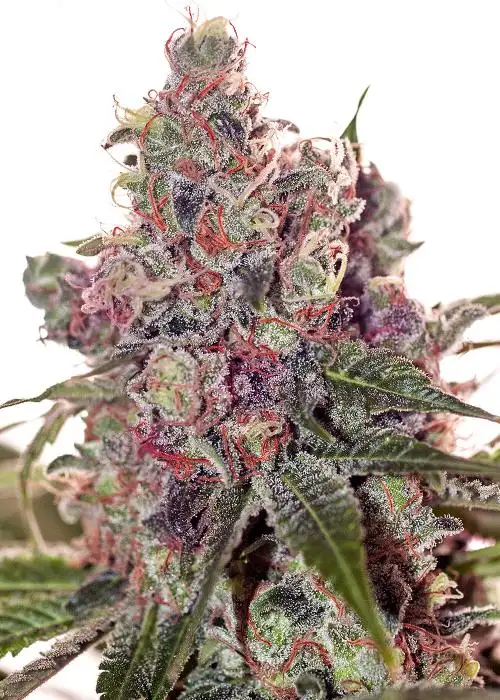 Grepefruit by Positronics Seeds, Photoperiod cannabis strain