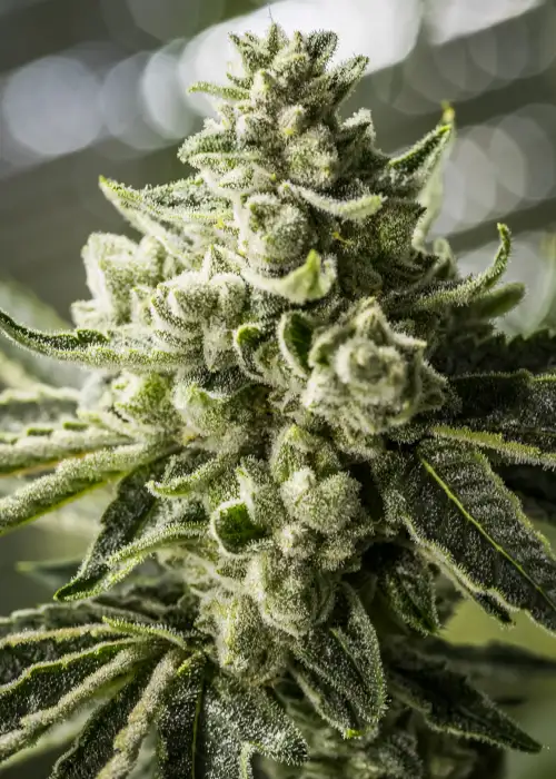 Grimm Glue by Brothers Grimm Seeds, Photoperiod cannabis strain