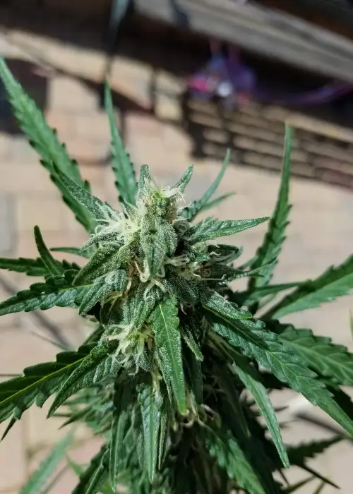 Grizzly Purple auto by Blimburn Seeds, Autoflower cannabis strain