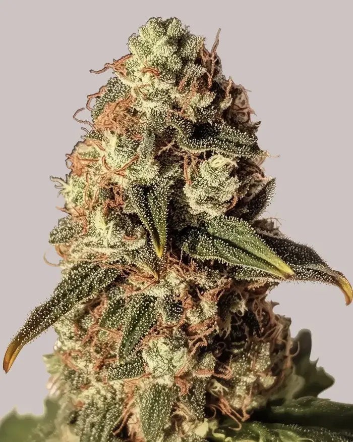 Gruntz Autoflower by ILGM, Autoflower cannabis strain