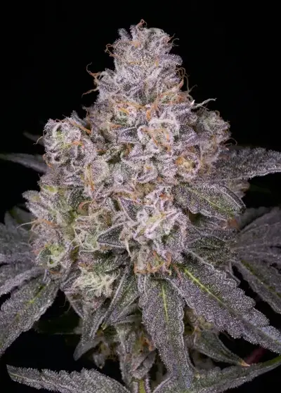 Gruntz by Nasha Genetics, Photoperiod cannabis strain