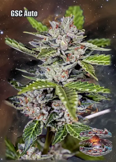 GSC Auto by GeneSeeds - NemeSeeds, Autoflower cannabis strain