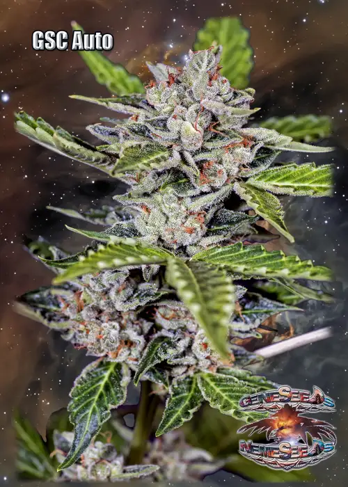 GSC Auto by GeneSeeds - NemeSeeds, Autoflower cannabis strain