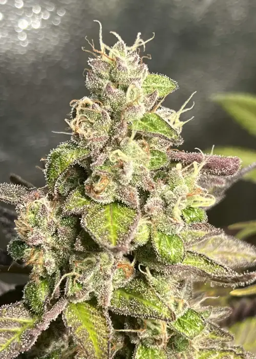 Guanabana by Bask Triangle Farms, Photoperiod cannabis strain