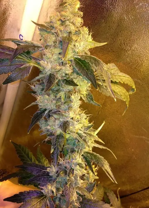 Guava 13 by Top Dawg Seeds, Photoperiod cannabis strain