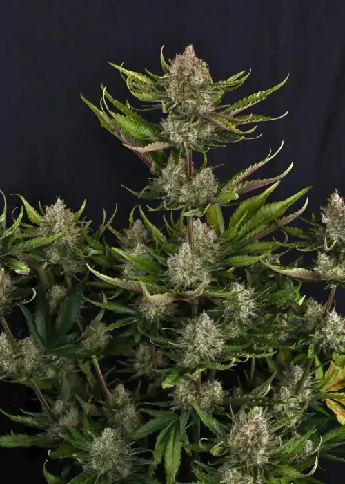 Guava Auto RF3 by Fast Buds, Autoflower cannabis strain