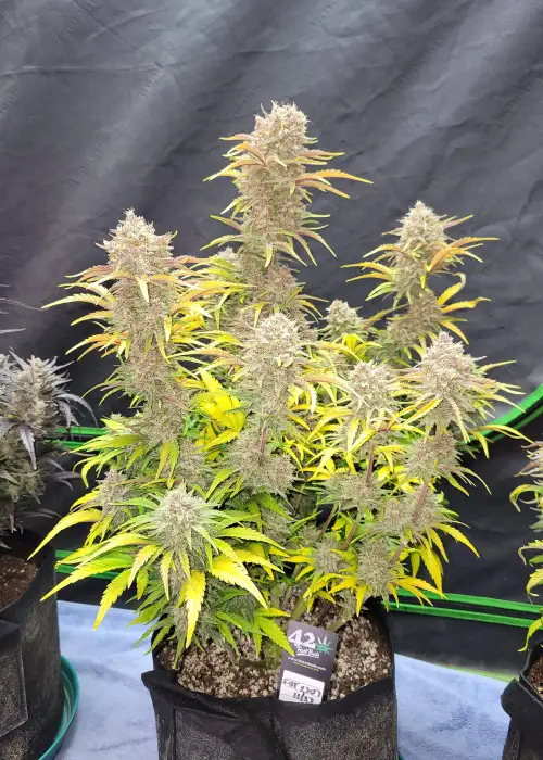 Guava Auto by Fast Buds, Autoflower cannabis strain