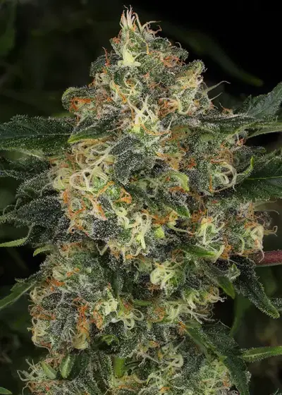 Guava Cake by The Grateful Seeds, Photoperiod cannabis strain