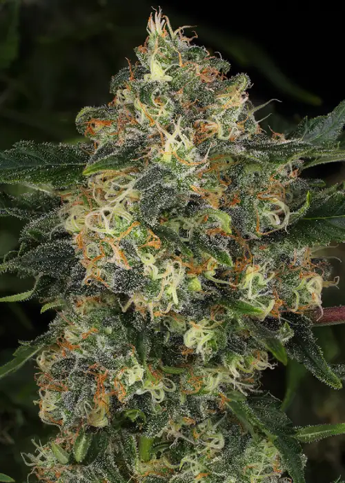 Guava Cake by The Grateful Seeds, Photoperiod cannabis strain