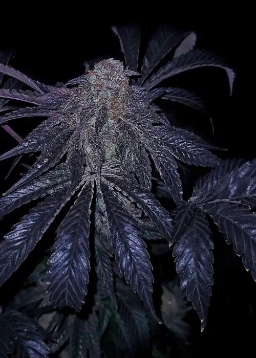 Guava Gar-see-ya by G.O.A.T Genetics, Photoperiod cannabis strain