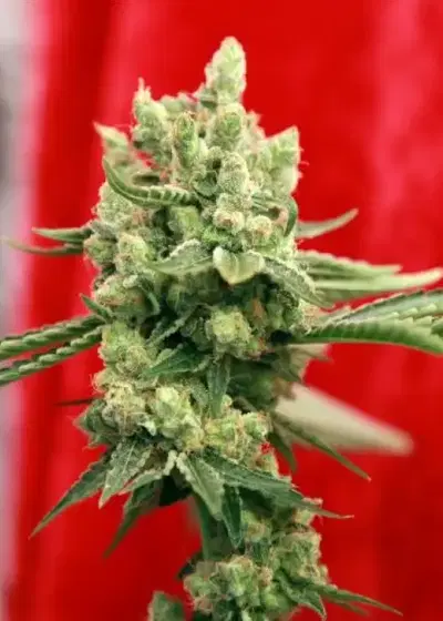 Guayaka by Reggae Seeds, Photoperiod cannabis strain
