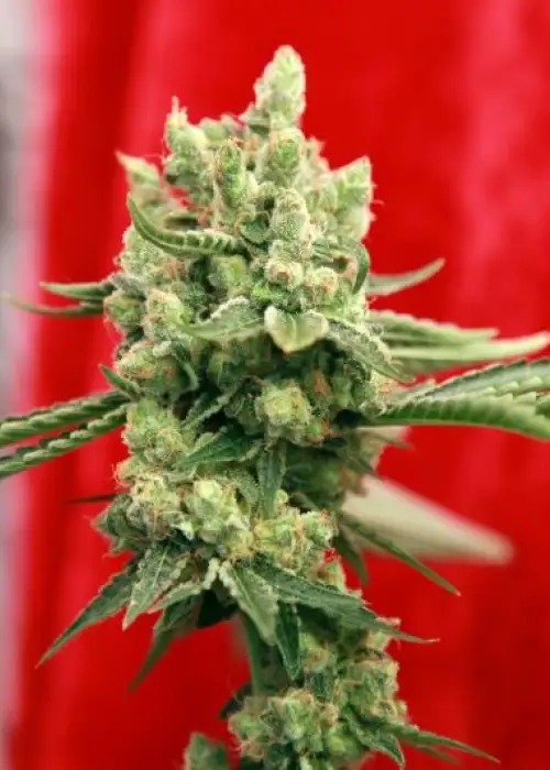 Guayaka by Reggae Seeds, Photoperiod cannabis strain