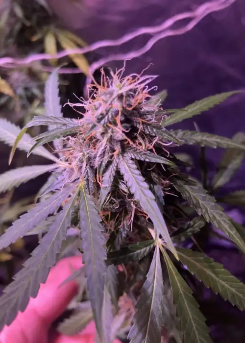 Guillotine by French Touch Seeds, Autoflower cannabis strain