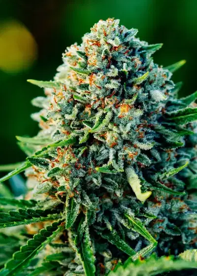 Gummibears by Atlas Seed, Autoflower cannabis strain