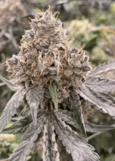 Gummy Bears by Mosca Seeds, Autoflower cannabis strain
