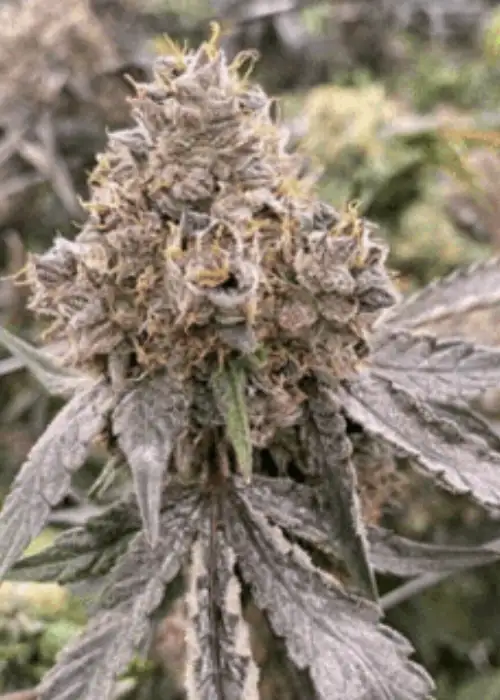 Gummy Bears by Mosca Seeds, Autoflower cannabis strain