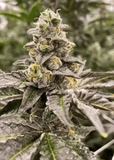 Gummy Mintz by Mosca Seeds, Autoflower cannabis strain