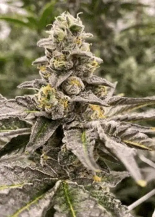 Gummy Mintz by Mosca Seeds, Autoflower cannabis strain