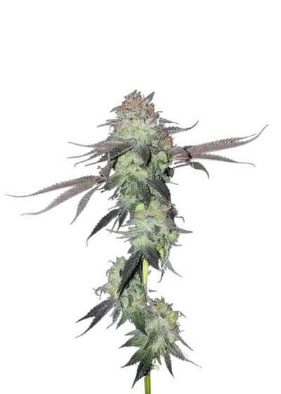 Gums by UKHTA Genetics, Photoperiod cannabis strain