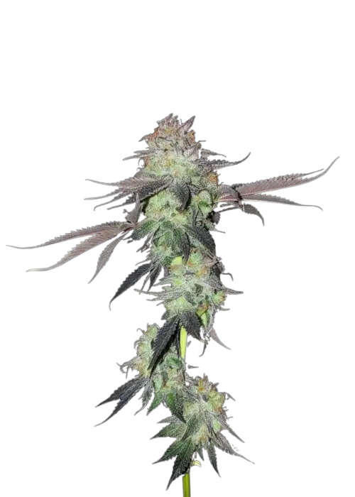 Gums by UKHTA Genetics, Photoperiod cannabis strain
