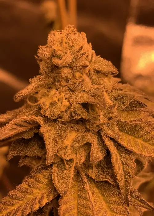 Gush Mints by Tanie Sianie cannabis strain