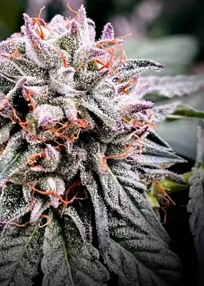 Gushers S1 by Nasha Genetics, Photoperiod cannabis strain