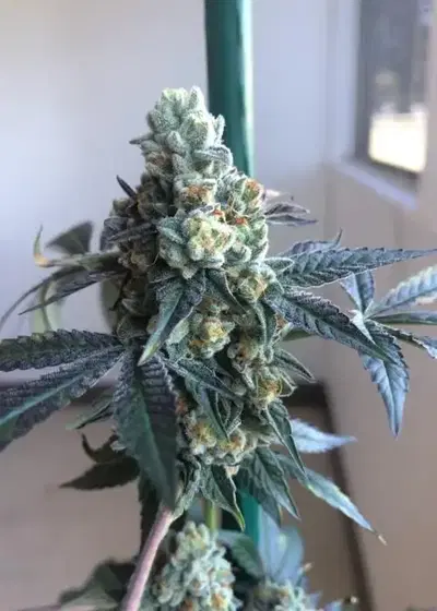 Gusherz S1 by Equilibrium Genetics, Photoperiod cannabis strain