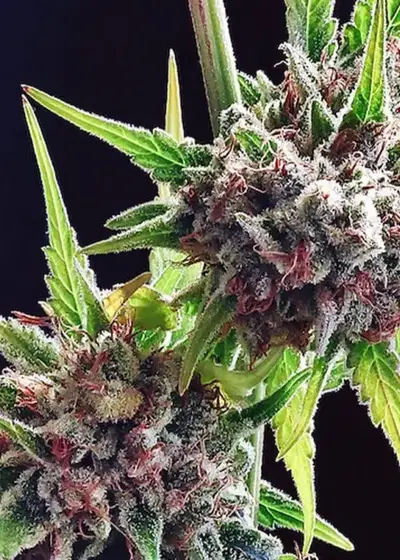 Gushidos by Nasha Genetics, Photoperiod cannabis strain