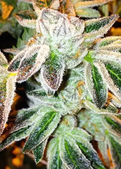 Gushin '98 by The Cali Connection, Photoperiod cannabis strain