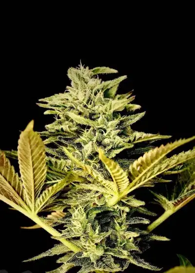 Gushlava by Nasha Genetics, Photoperiod cannabis strain