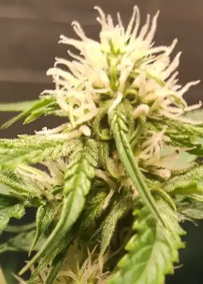Guys Girl Scout Cookie Glue Auto by Dr. Krippling, Autoflower cannabis strain