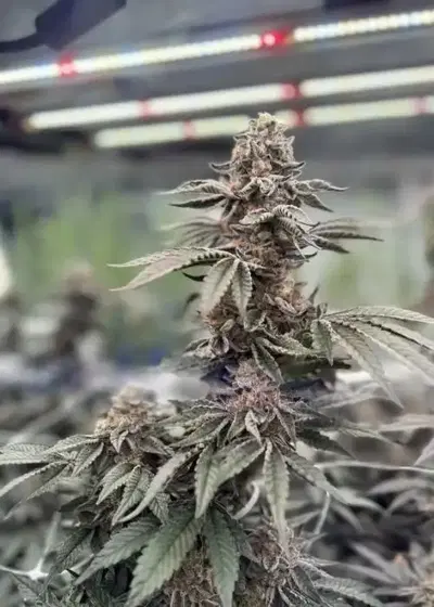 Gym Crush by Umami Seed Co, Photoperiod cannabis strain