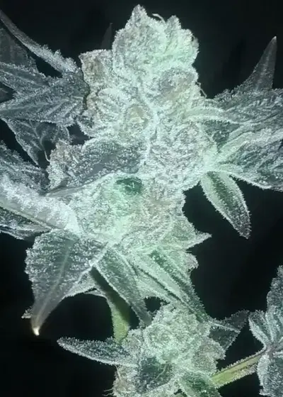 Half & Half Feminized by Cannaventure Seeds, Photoperiod cannabis strain