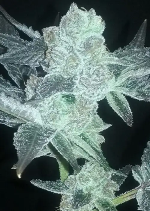 Half & Half Feminized by Cannaventure Seeds, Photoperiod cannabis strain