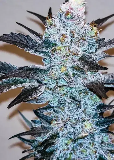 Haole Moonshine by Dragons Flame Genetics, Photoperiod cannabis strain